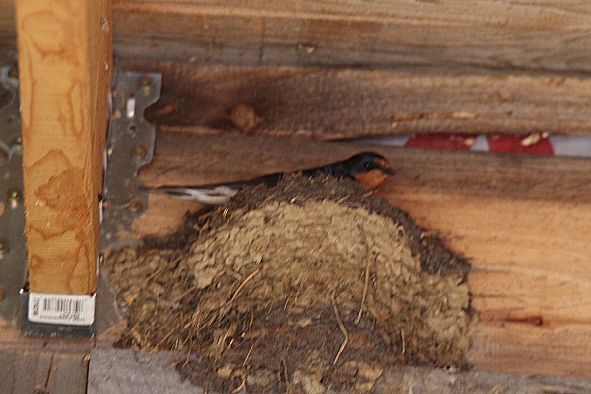 Асрын хараацай - ML637901914