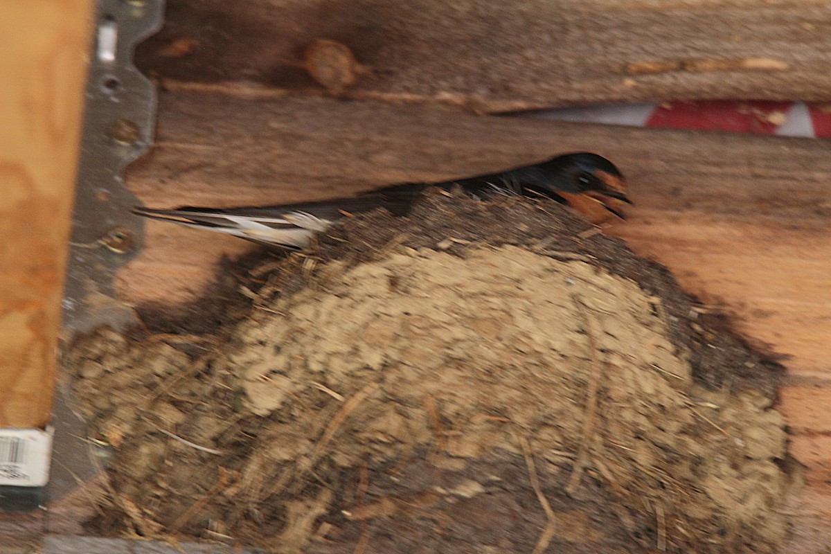 Асрын хараацай - ML637901915