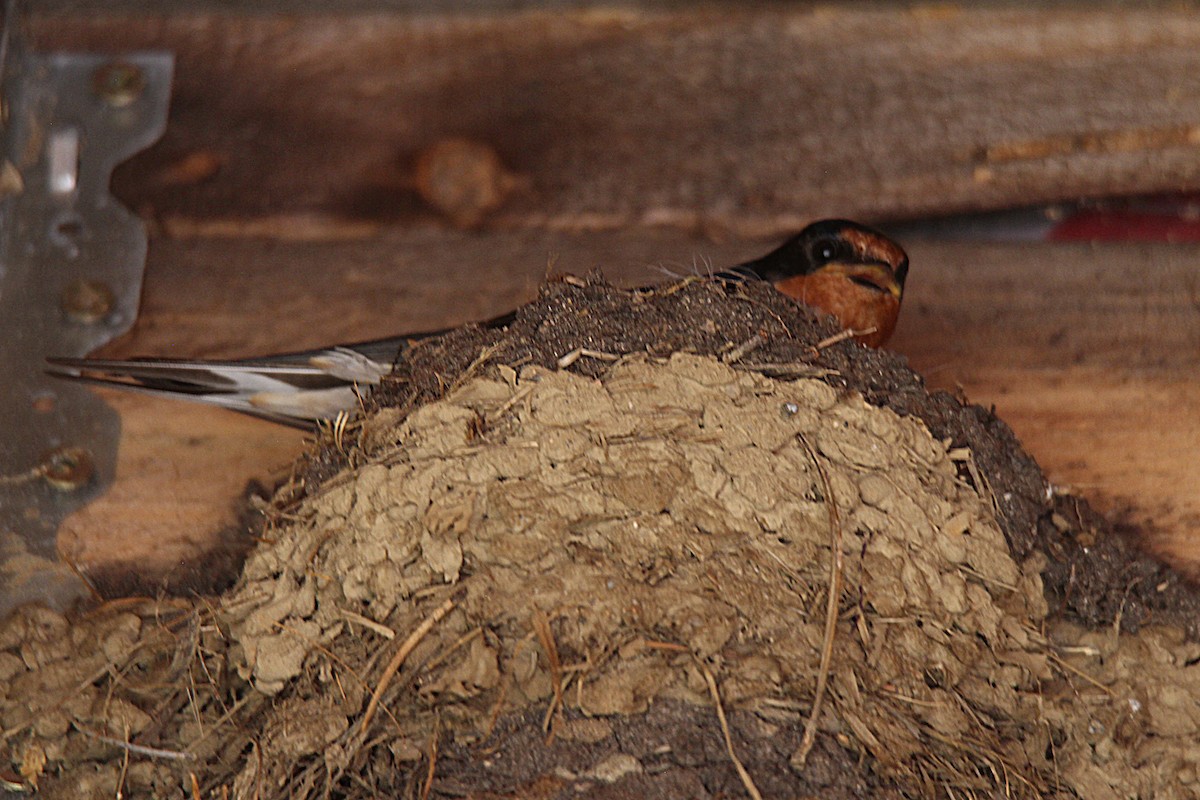 Асрын хараацай - ML637901916