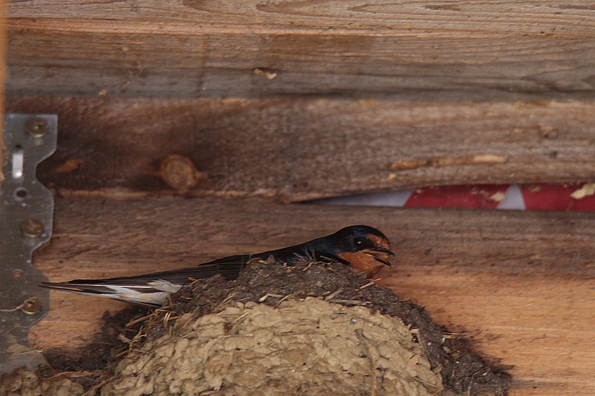 Асрын хараацай - ML637901917