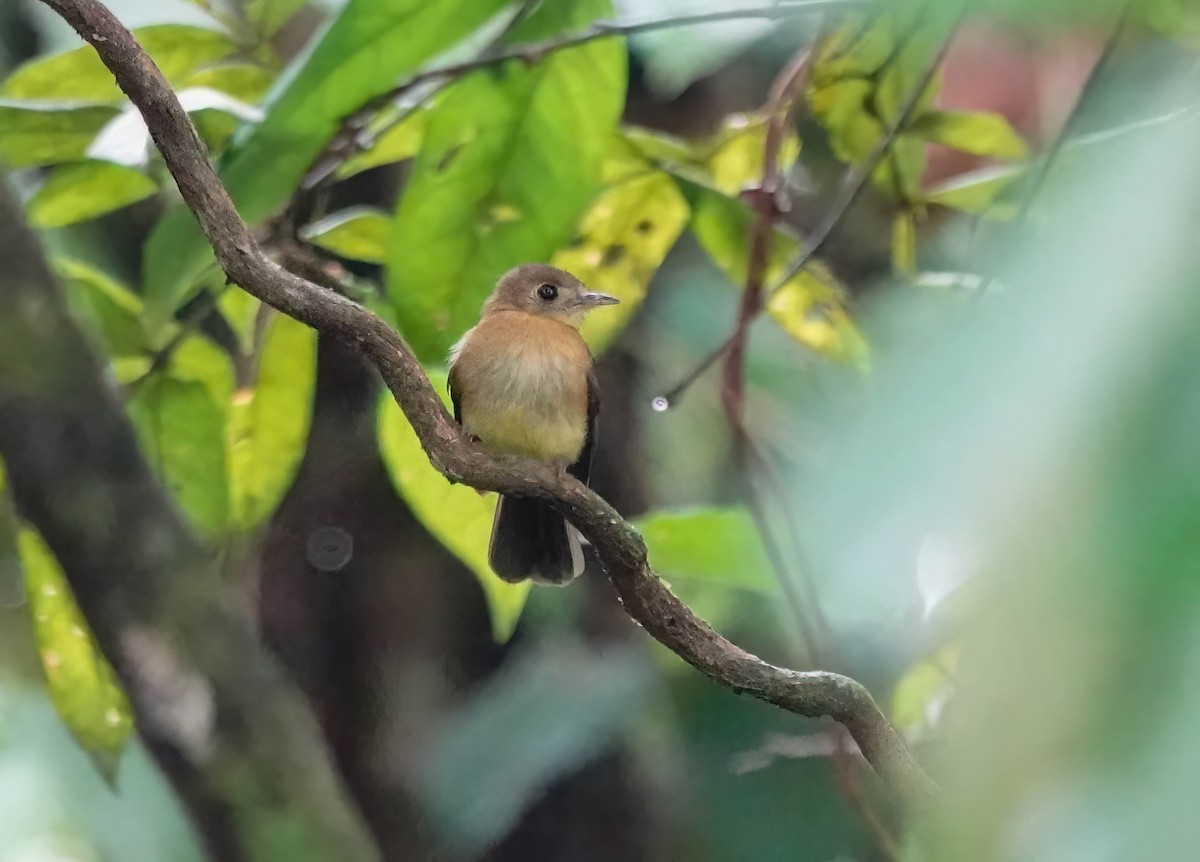 Sulphur-rumped Flycatcher - ML637901923