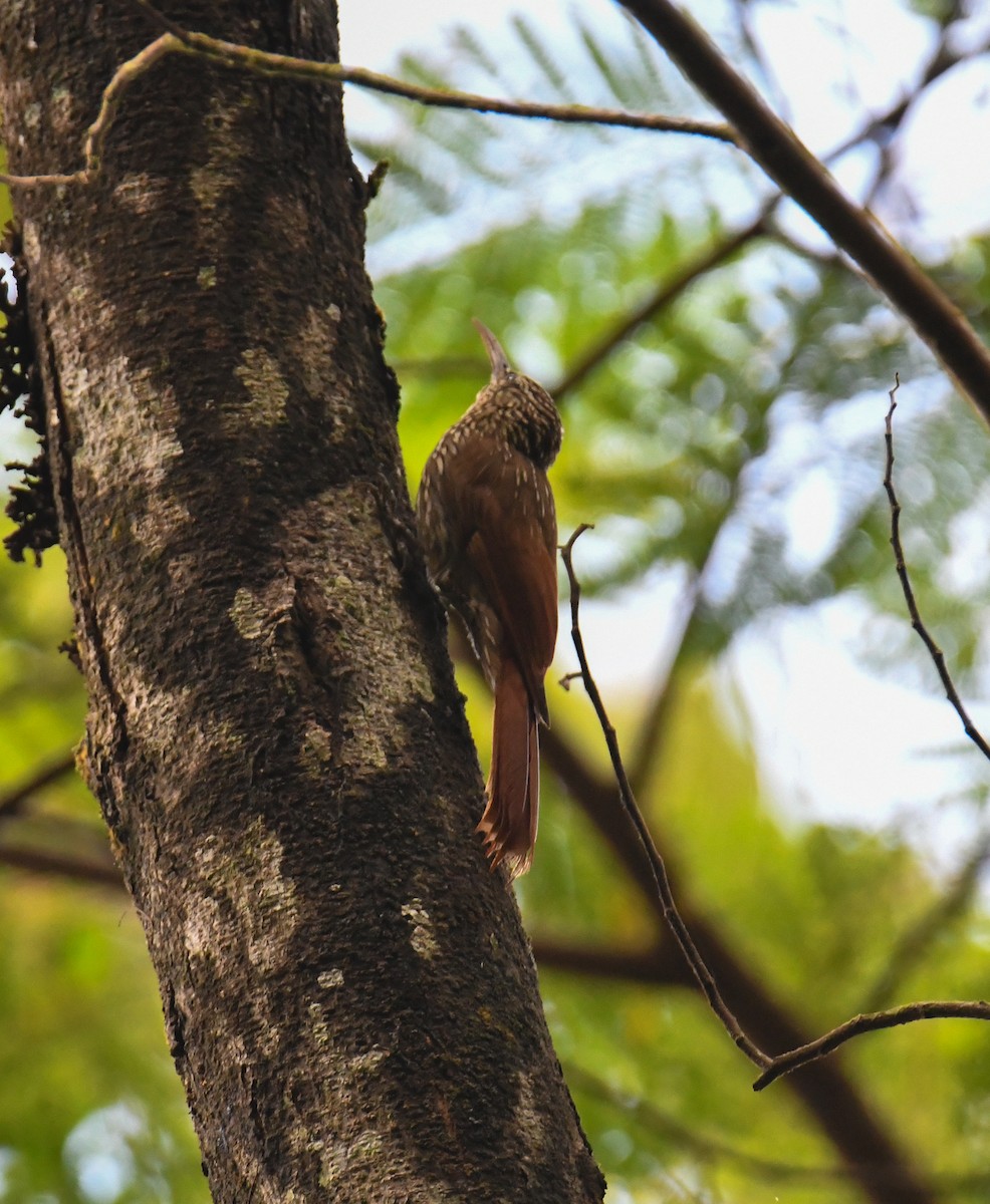 Olivaceous Woodcreeper - ML637901977