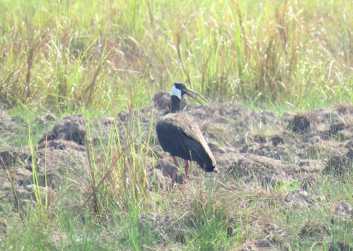 White-shouldered Ibis - ML637901978
