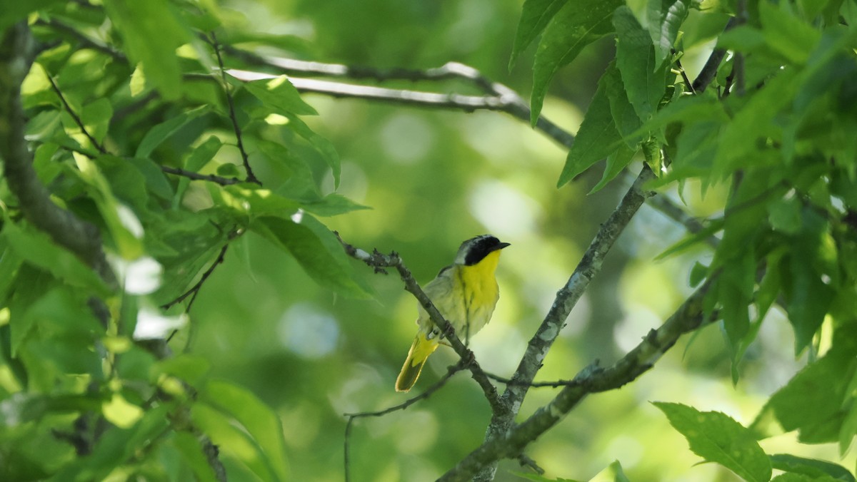 Common Yellowthroat - ML637901980