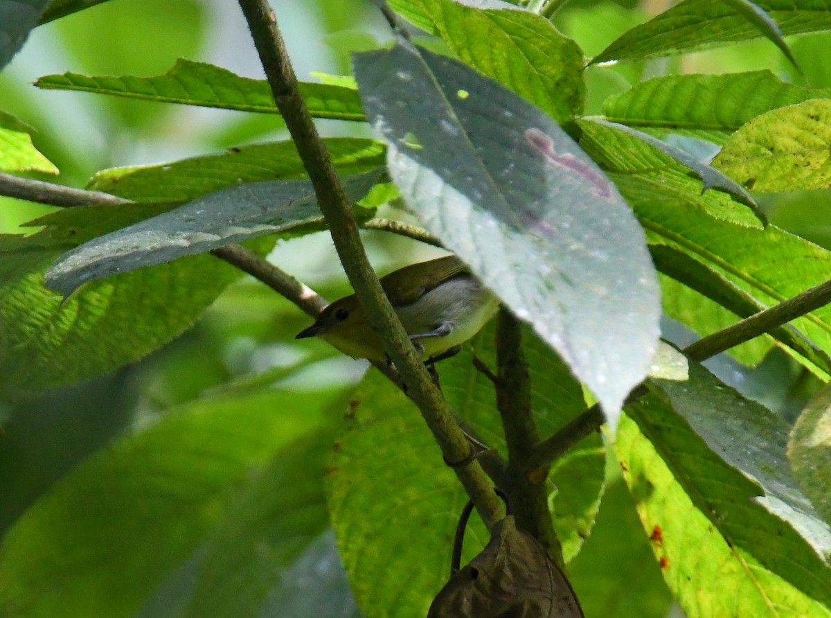 Black-and-yellow Tanager - ML637901988