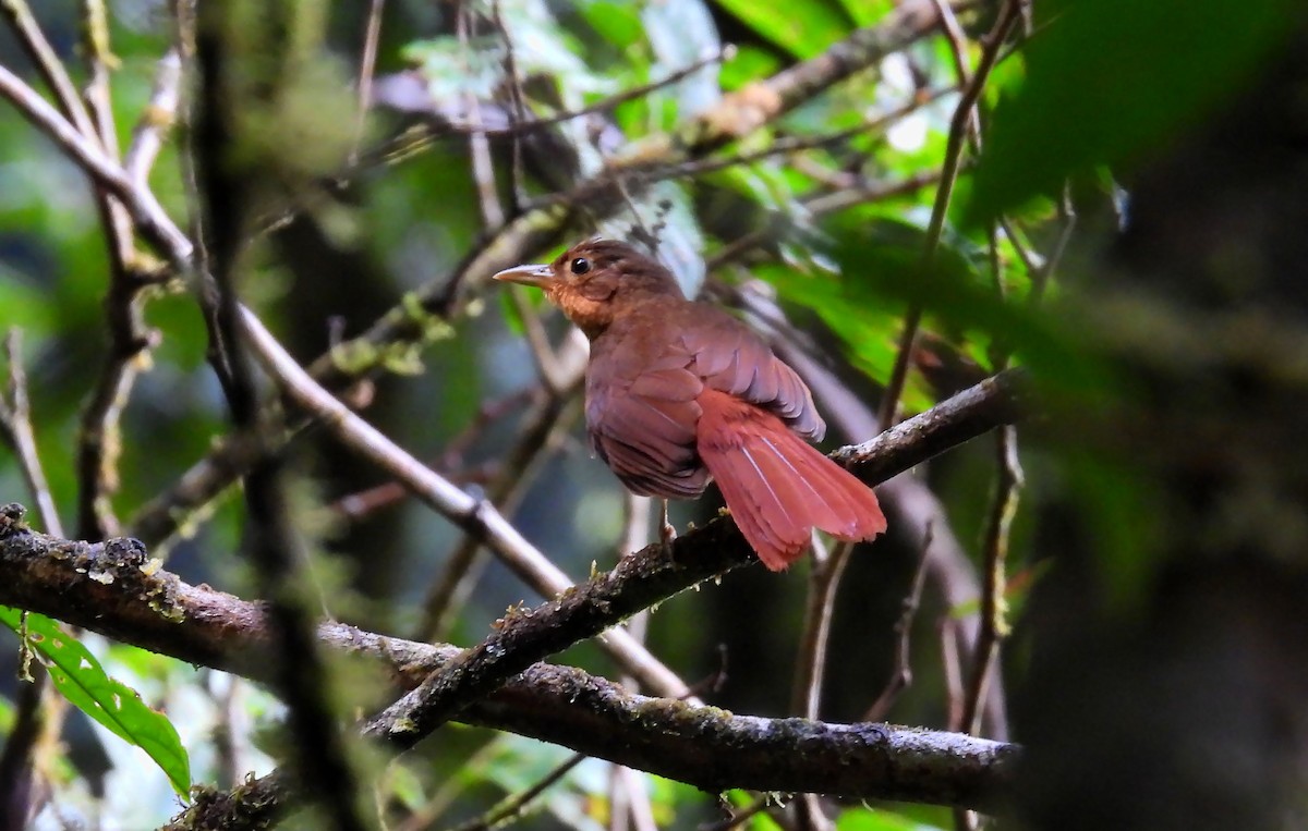Ochre-throated Foliage-gleaner - ML637902023