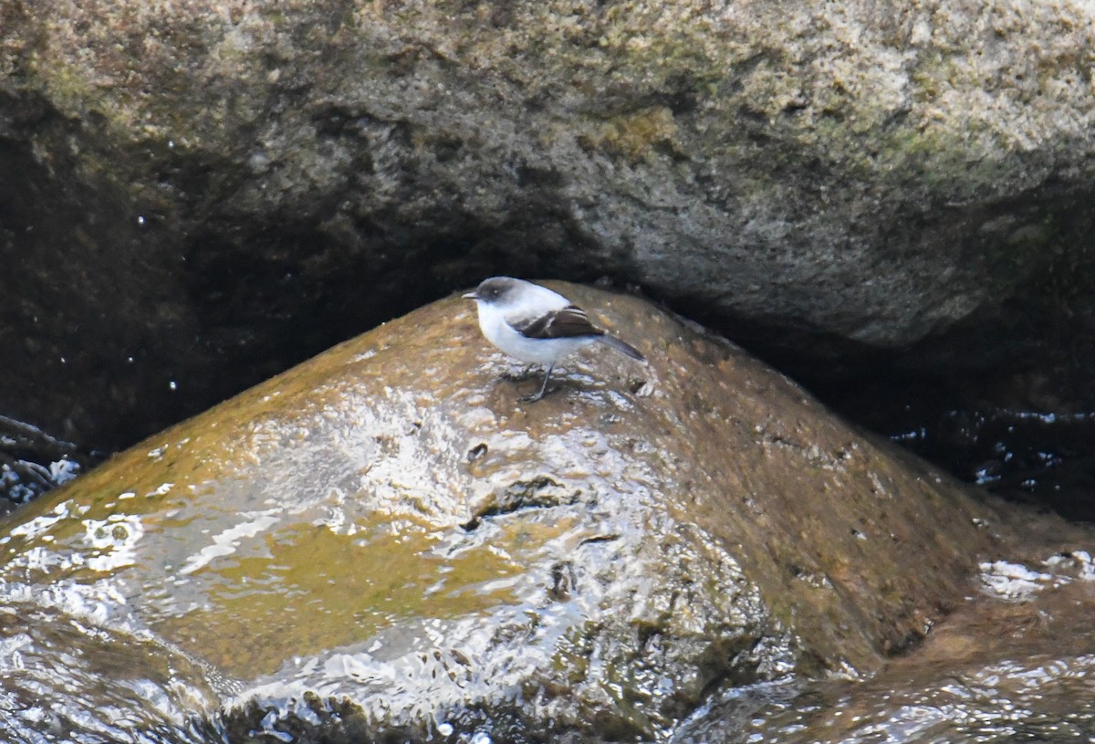 Torrent Tyrannulet - ML637902037