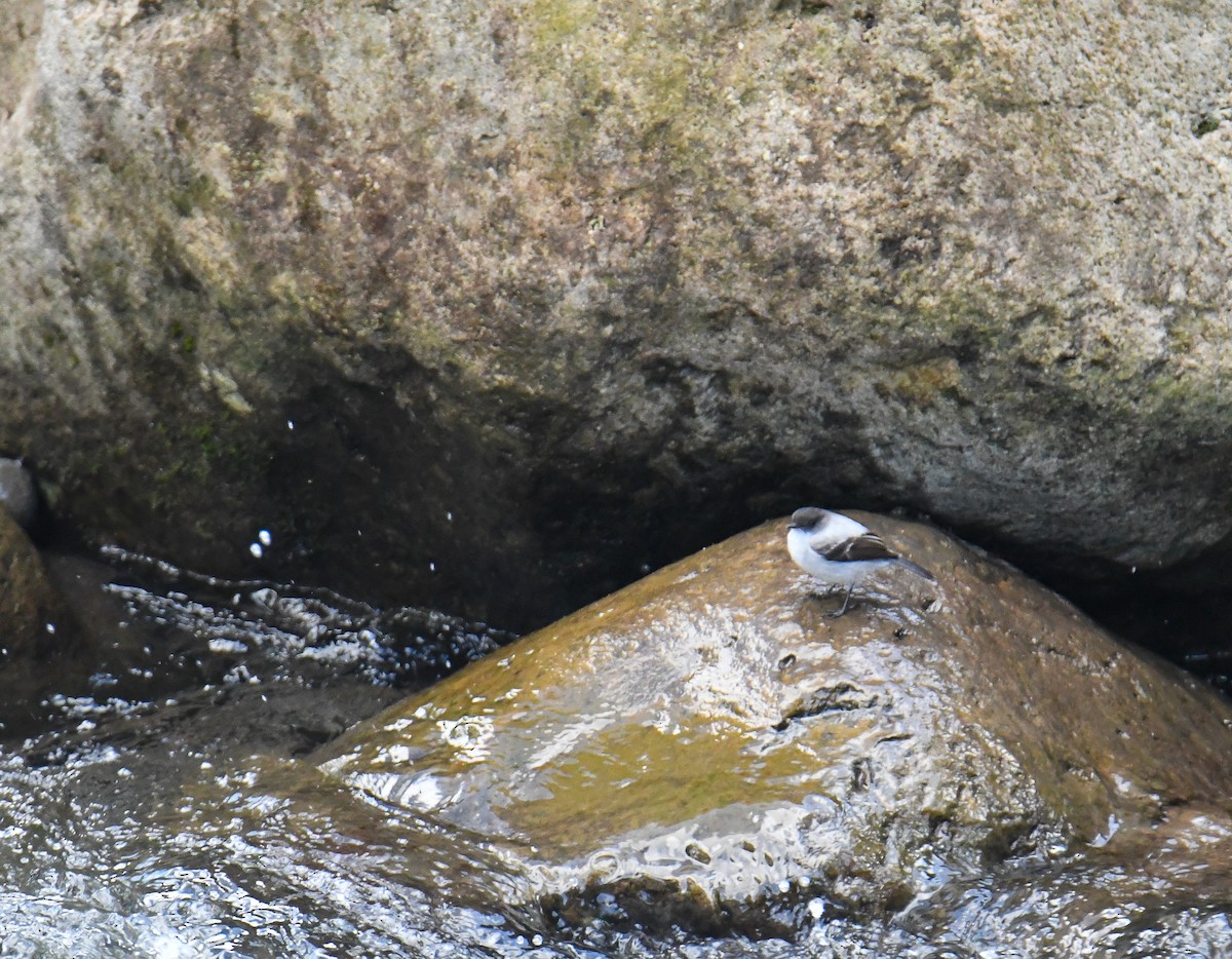 Torrent Tyrannulet - ML637902038