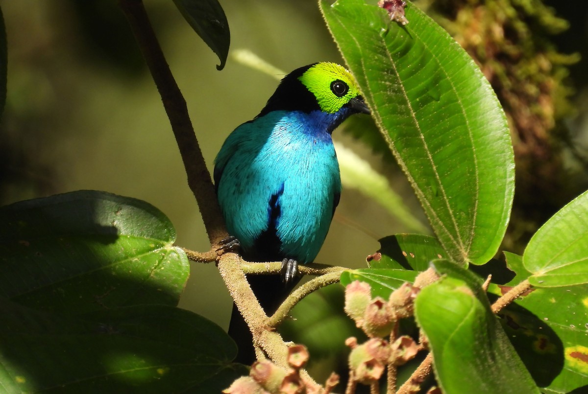 Paradise Tanager - ML637902069