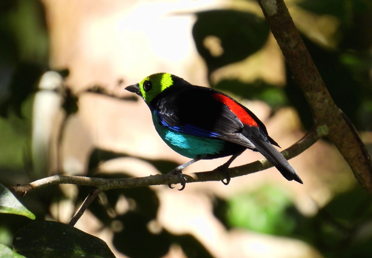 Paradise Tanager - ML637902070