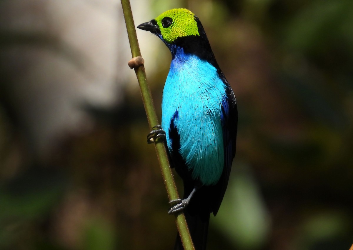 Paradise Tanager - ML637902071