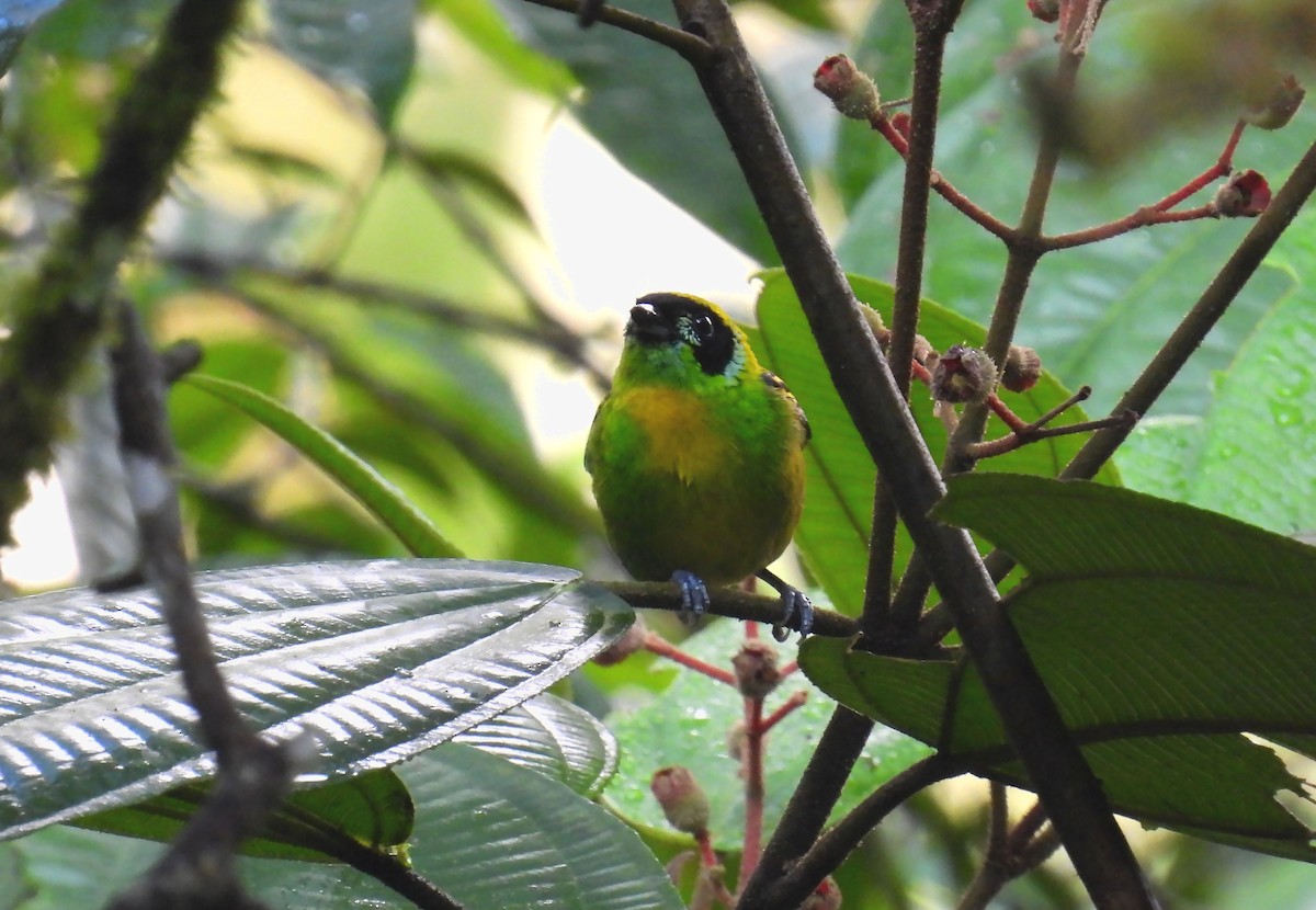 Green-and-gold Tanager - ML637902108