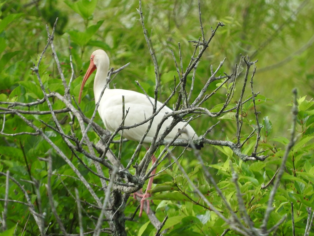 White Ibis - ML637902120