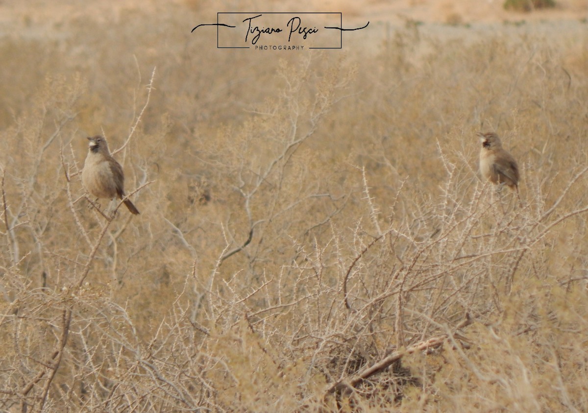 White-throated Cacholote - ML637902132