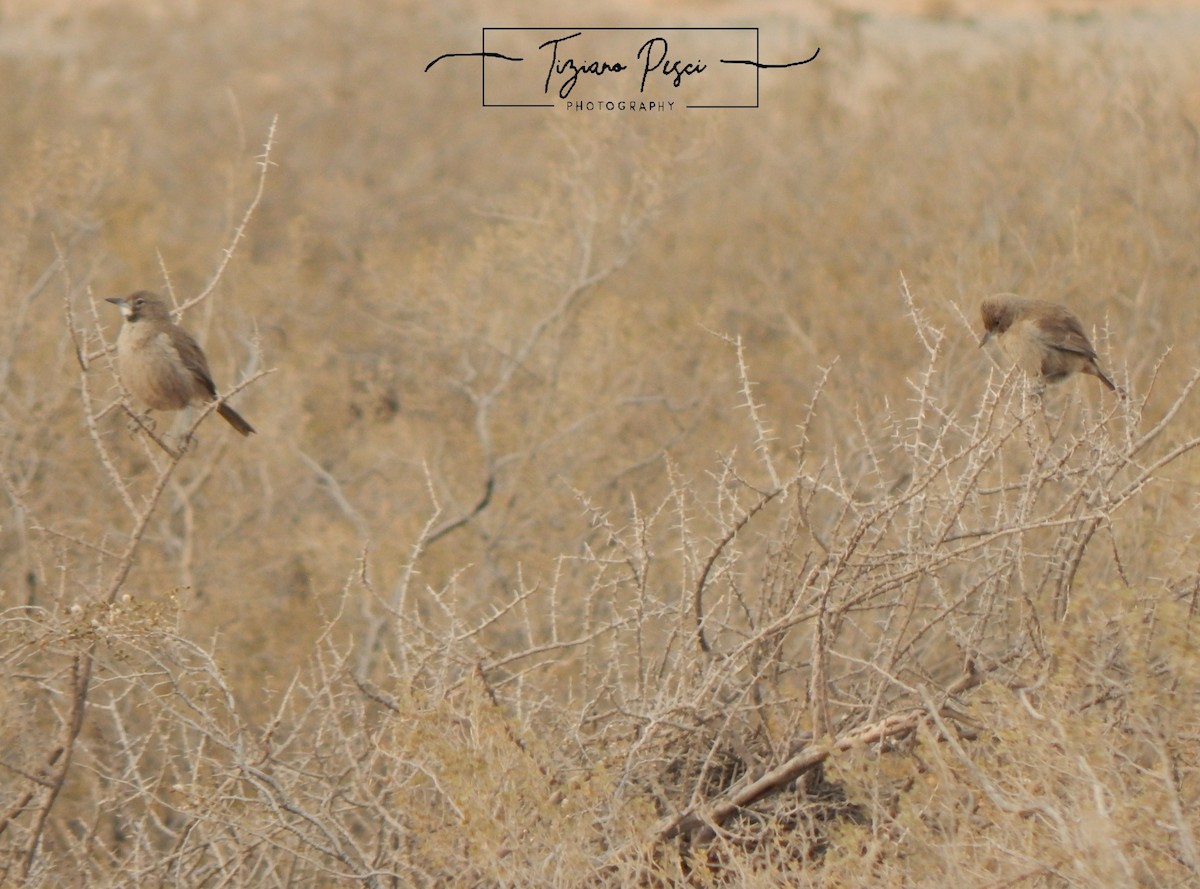 White-throated Cacholote - ML637902138