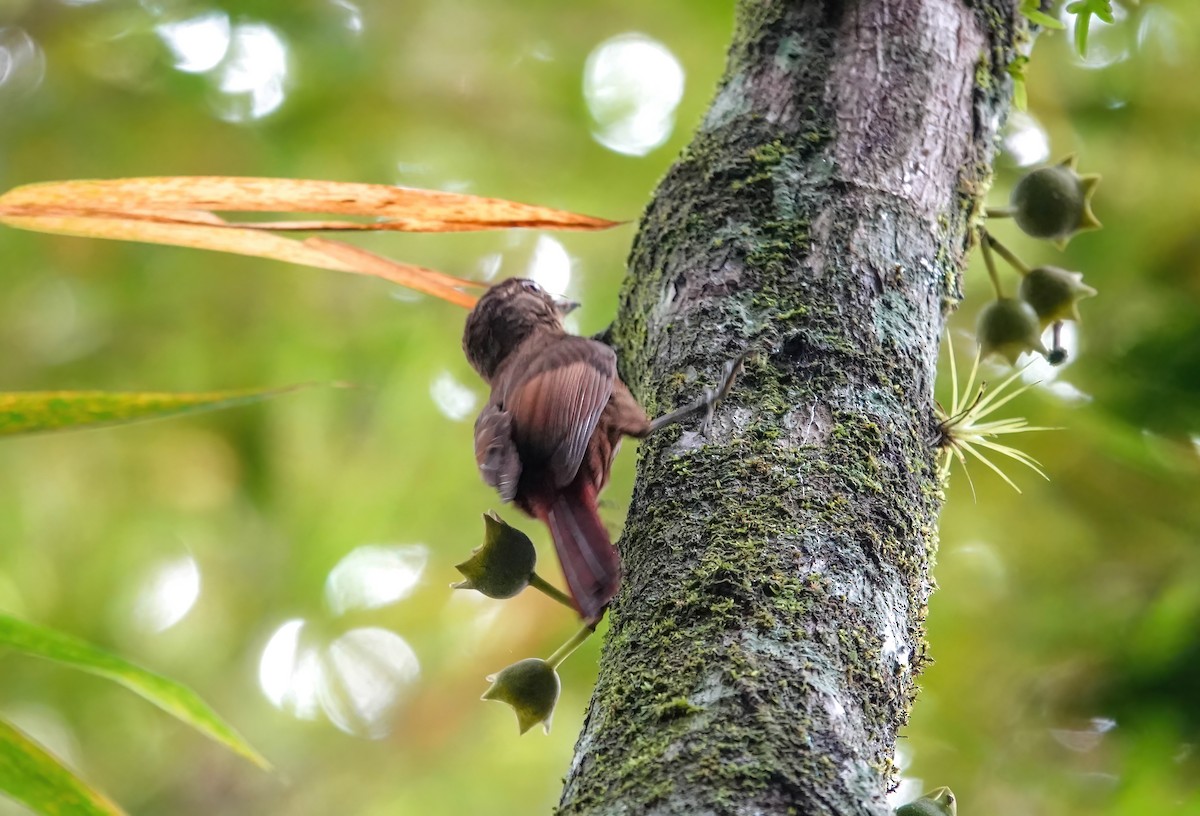 Tawny-winged Woodcreeper - ML637902165