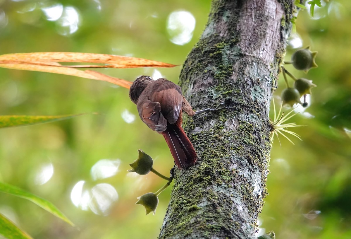 Tawny-winged Woodcreeper - ML637902185