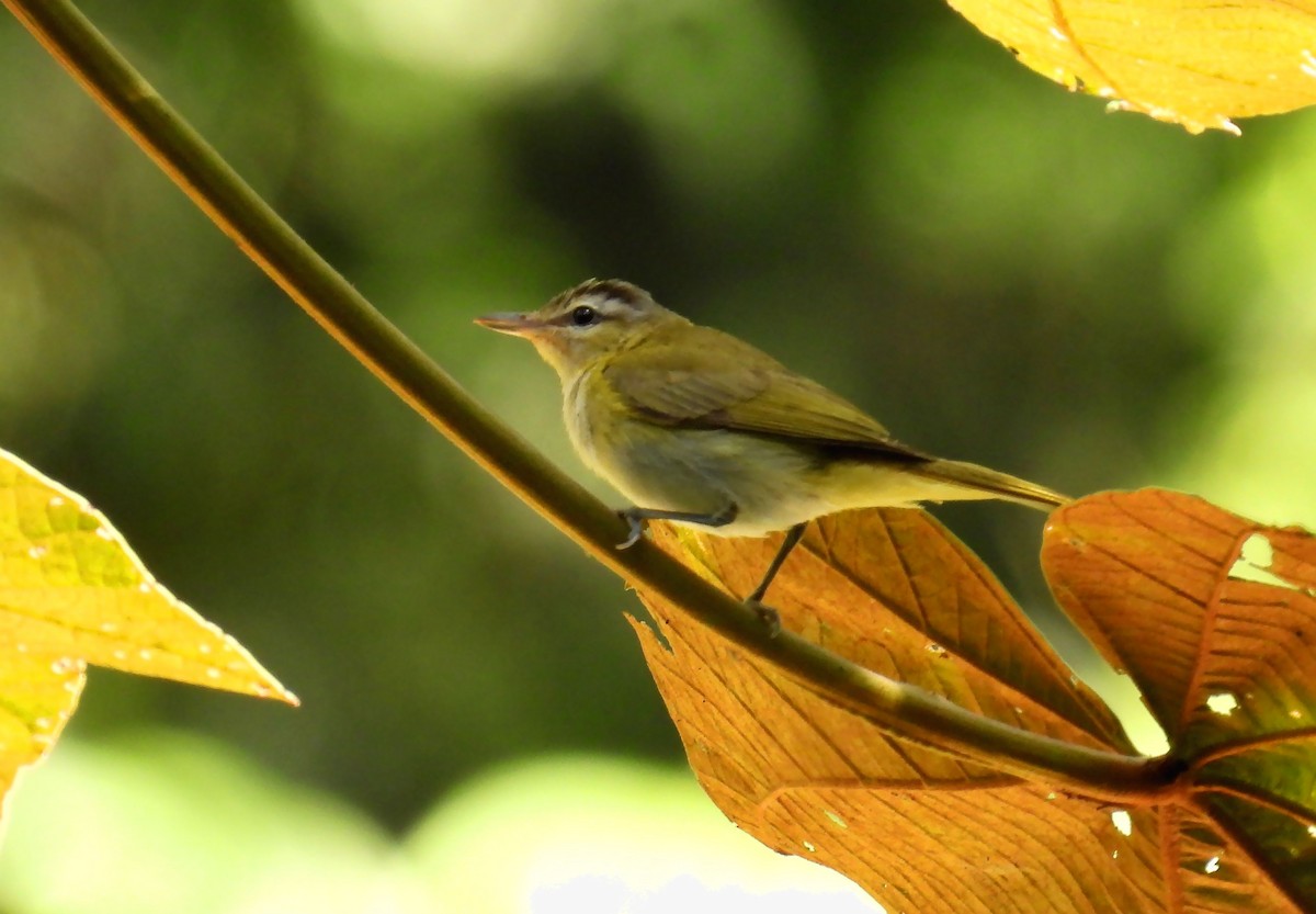 Chivi Vireo - ML637902210