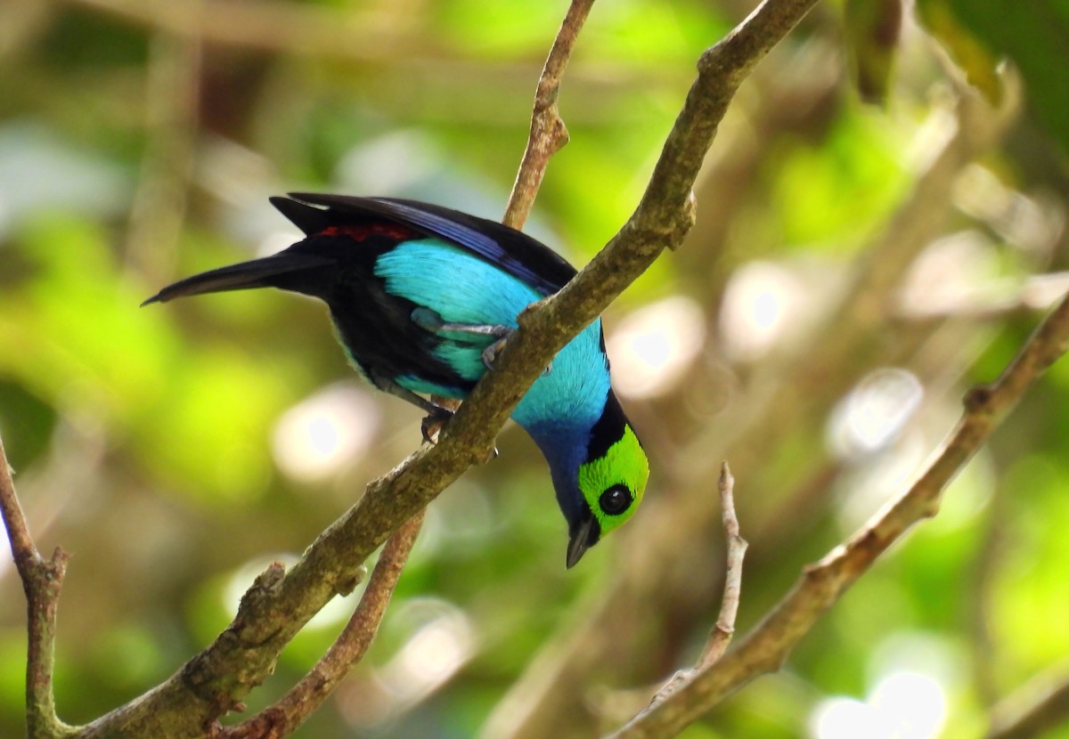 Paradise Tanager - ML637902226