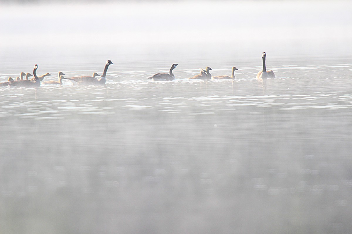 Kanadagans - ML637902234