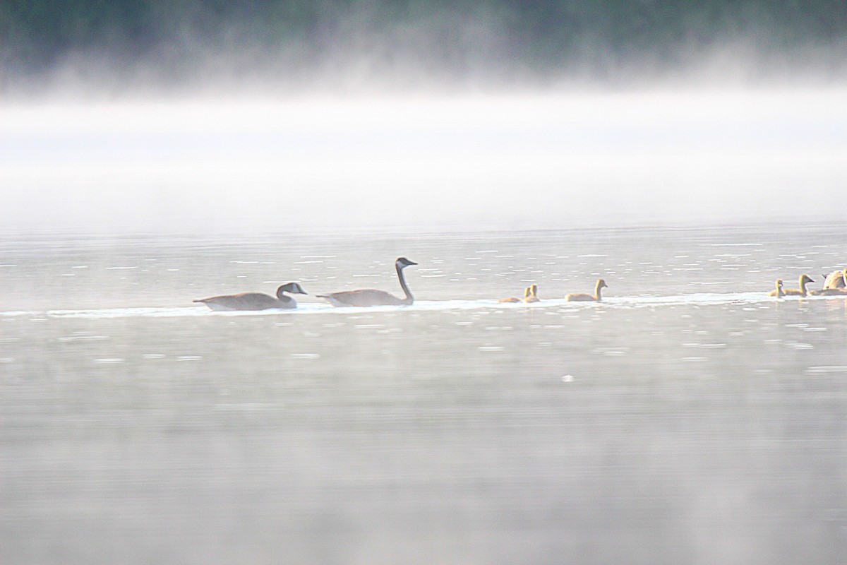 Kanadagans - ML637902235