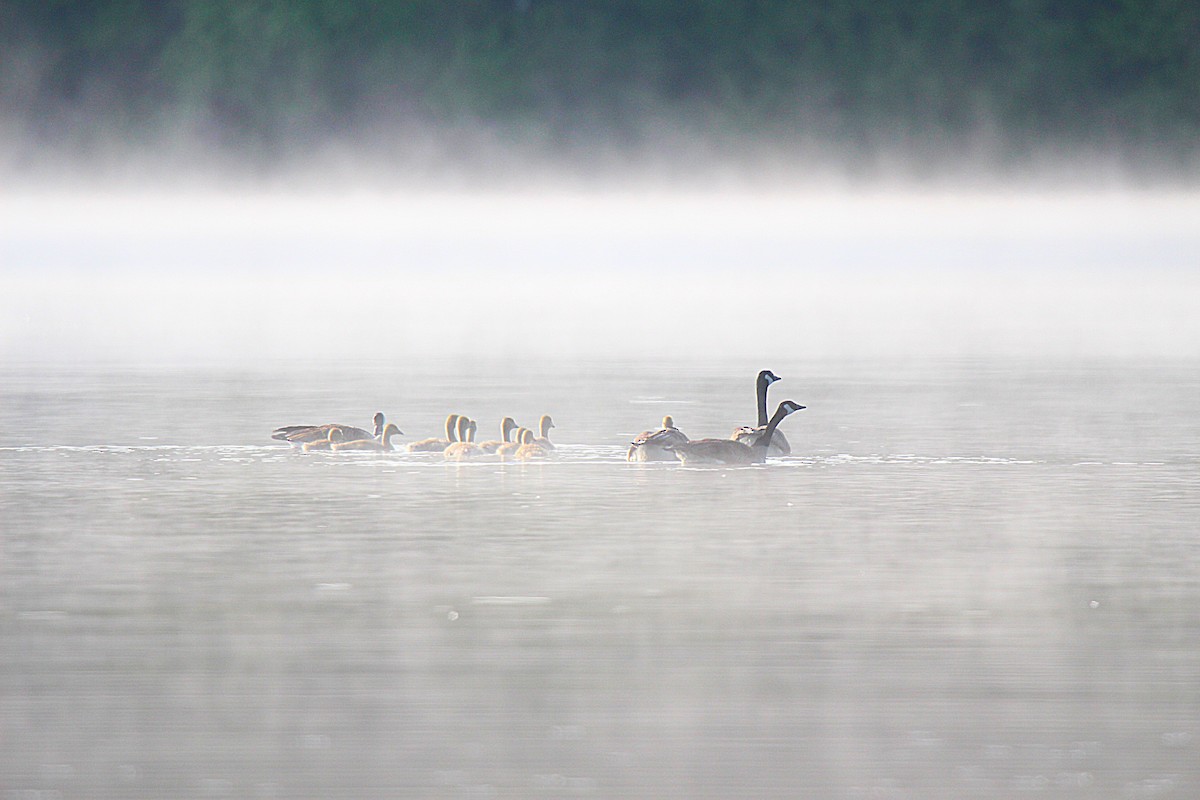 Kanadagans - ML637902236