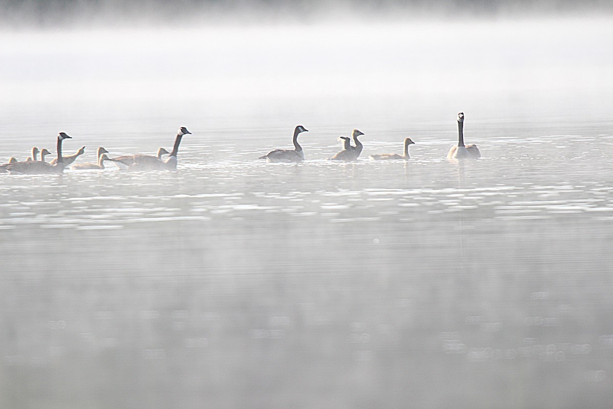 Kanadagans - ML637902237