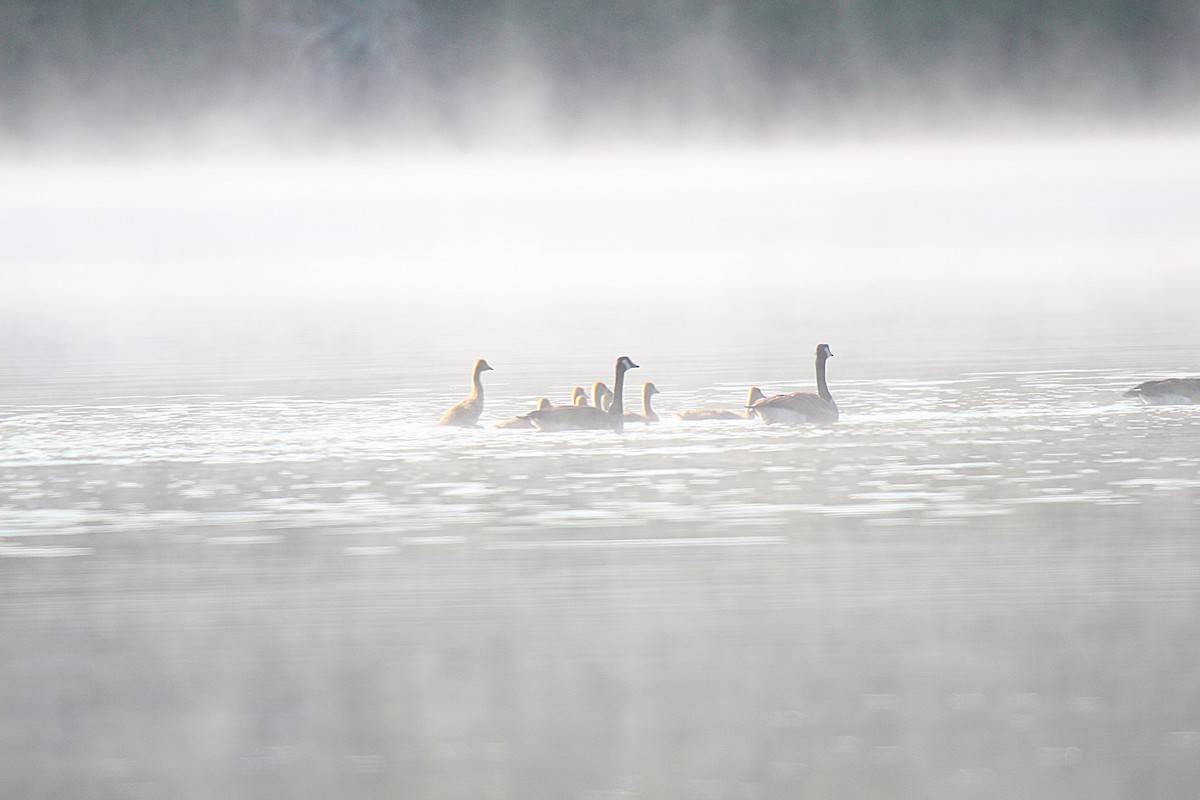 Kanadagans - ML637902238