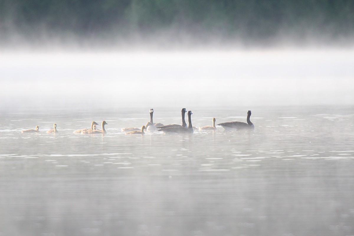 Kanadagans - ML637902239