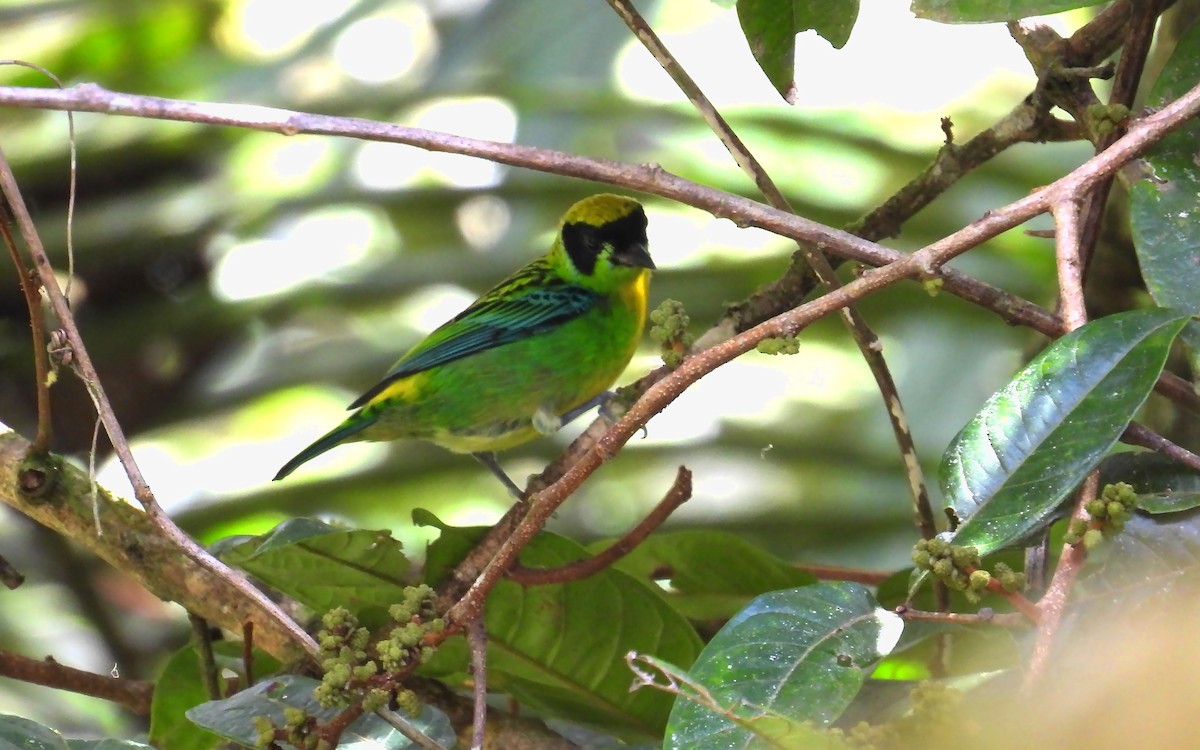 Green-and-gold Tanager - ML637902240