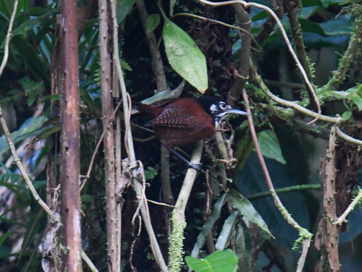 Bay Wren - ML637902267