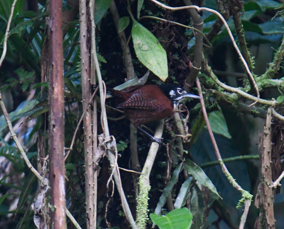 Bay Wren - ML637902288
