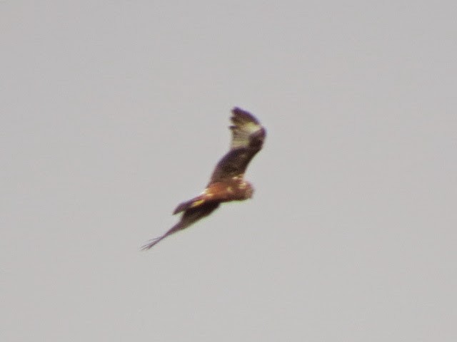 Pied Harrier - ML637902295