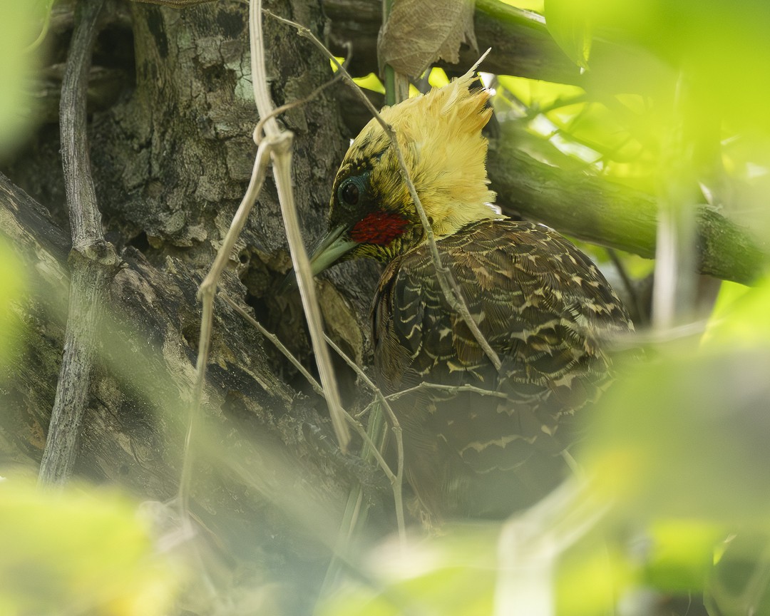 Pale-crested Woodpecker - ML637902312