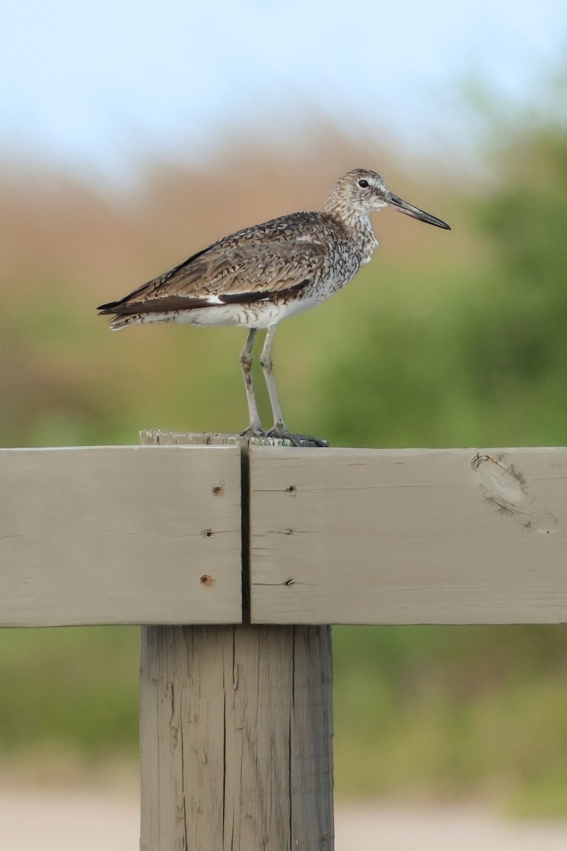 Willet - ML637902325