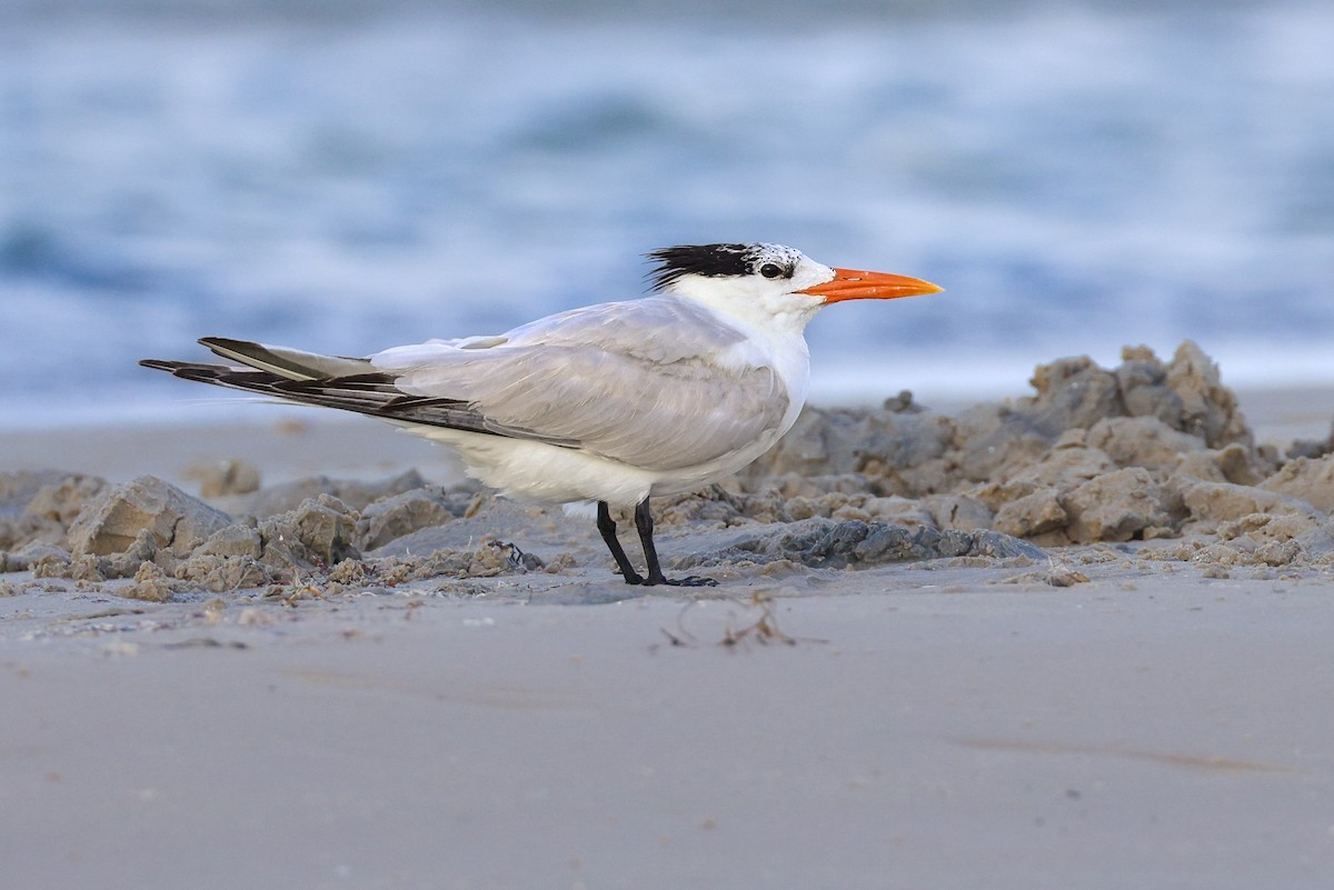 Royal Tern - ML637902330