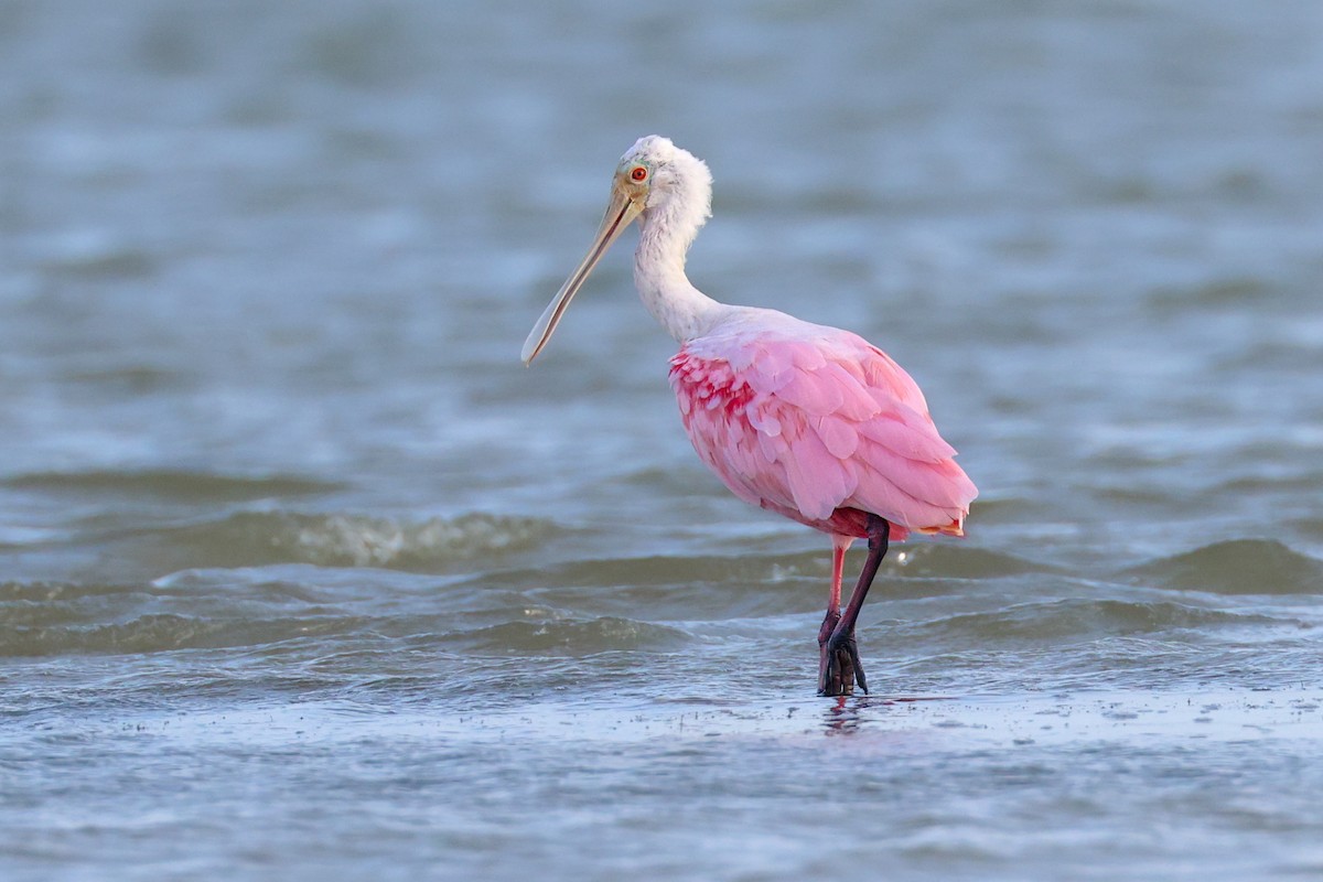 Roseate Spoonbill - ML637902336