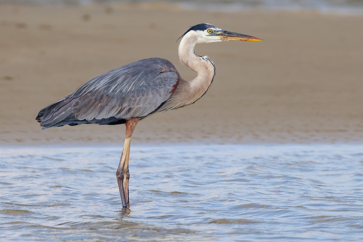 Great Blue Heron - ML637902340