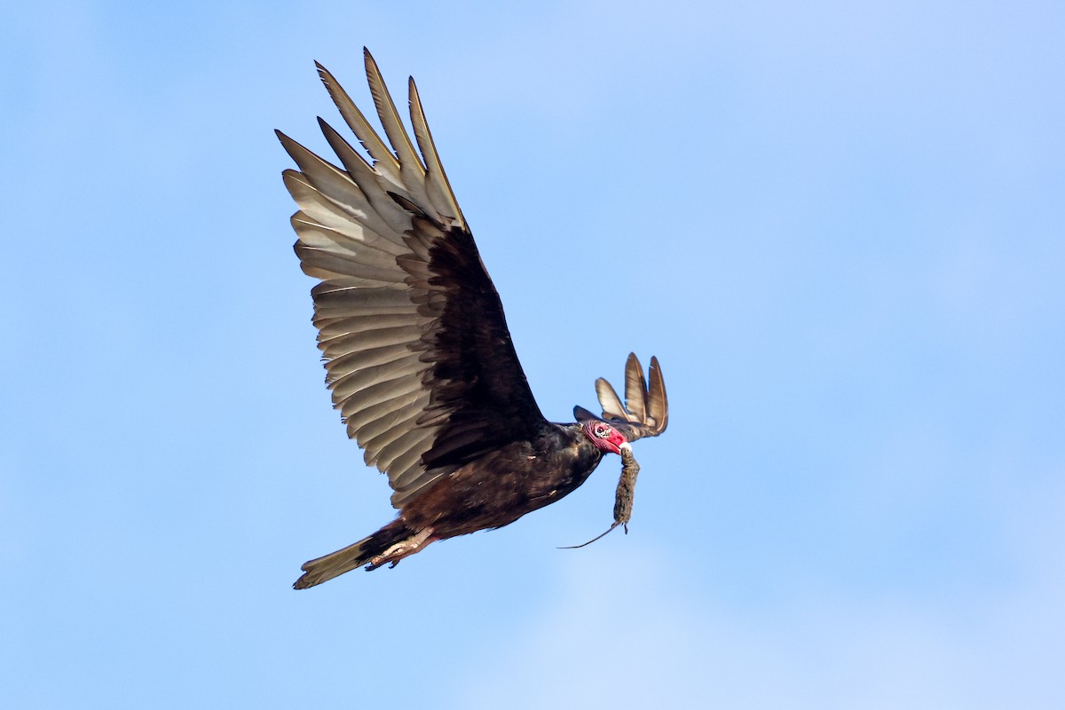 Turkey Vulture - ML637902344