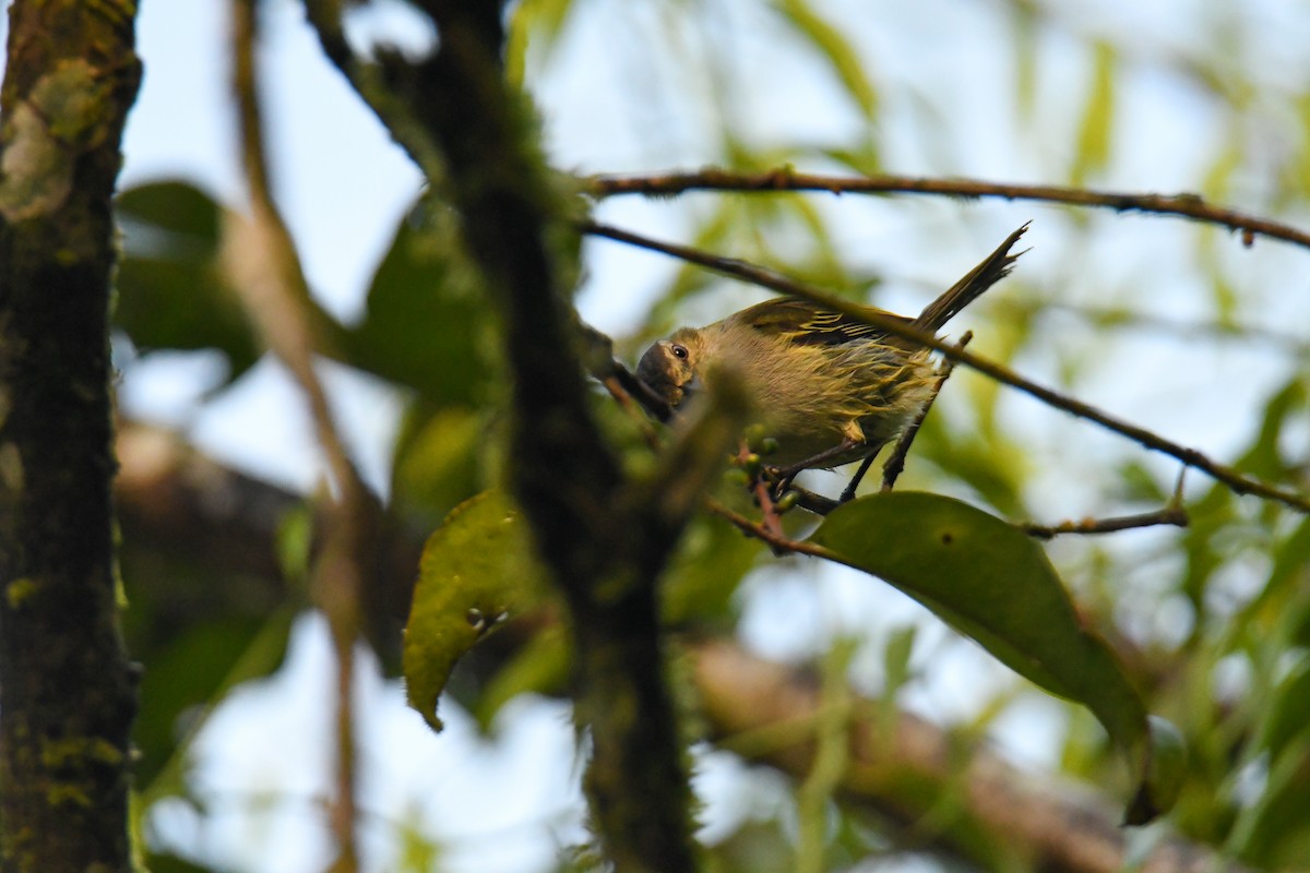 Mistletoe Tyrannulet - ML637902394