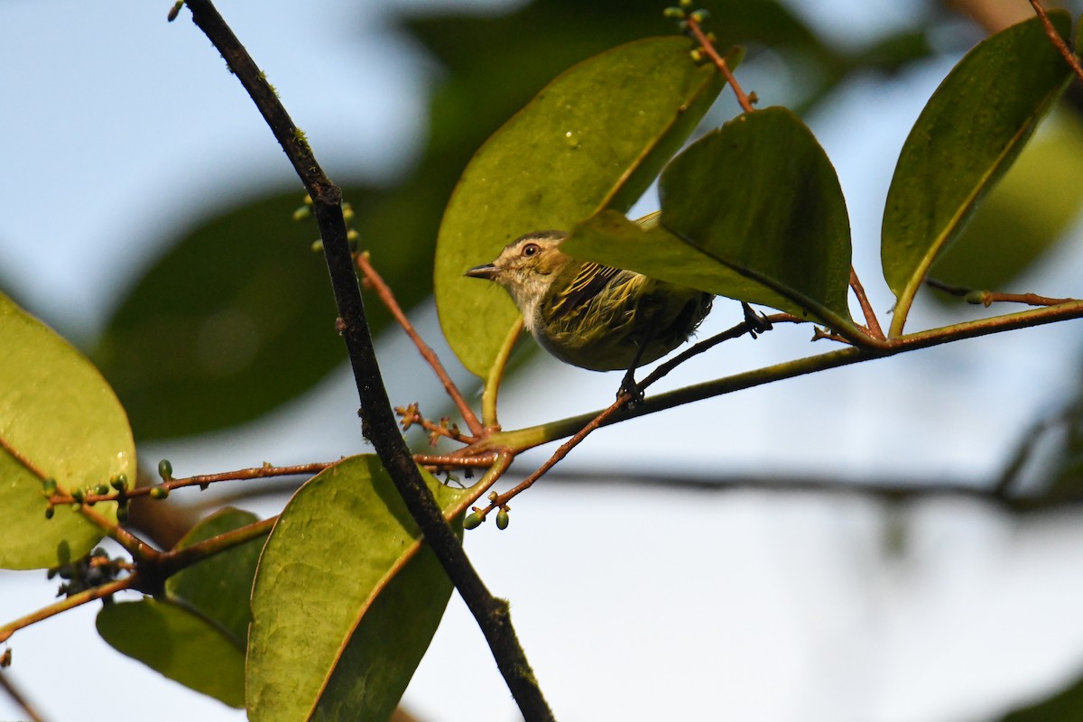 Mistletoe Tyrannulet - ML637902395