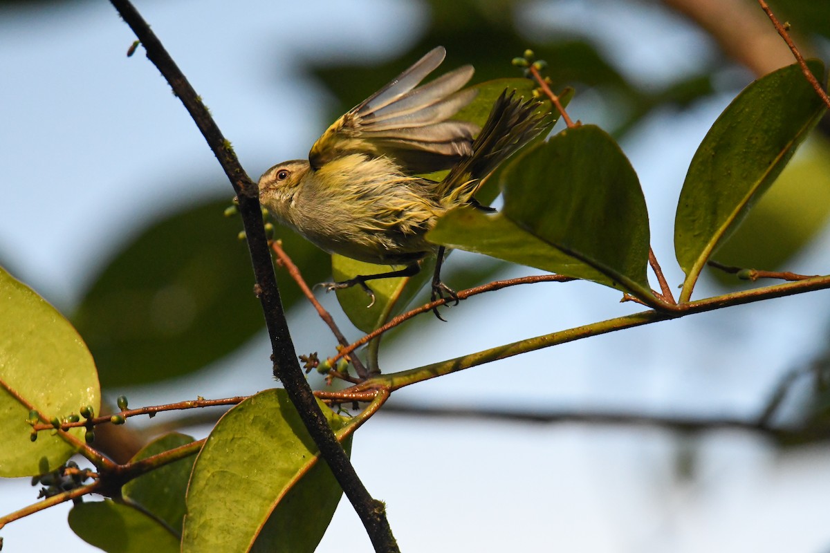 Mistletoe Tyrannulet - ML637902396