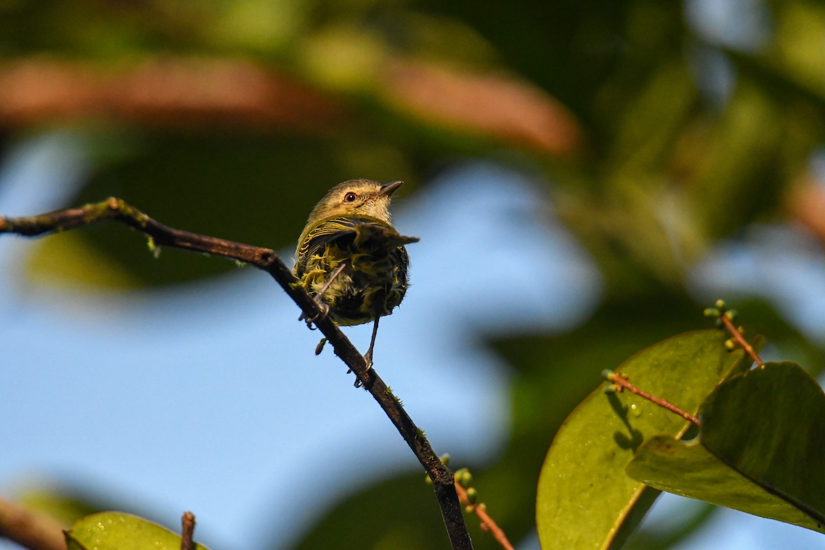 Mistletoe Tyrannulet - ML637902397