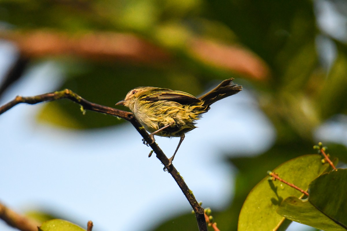 Mistletoe Tyrannulet - ML637902399