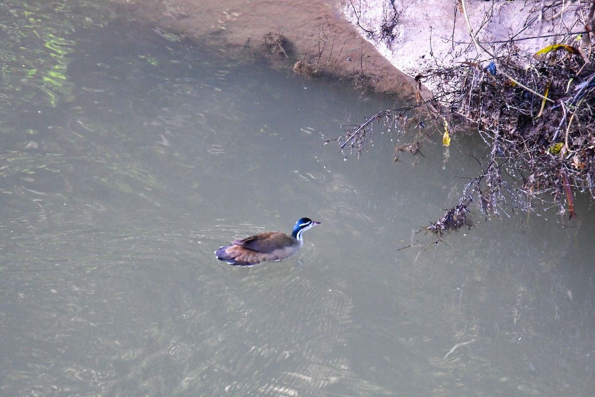 Sungrebe - ML637902409