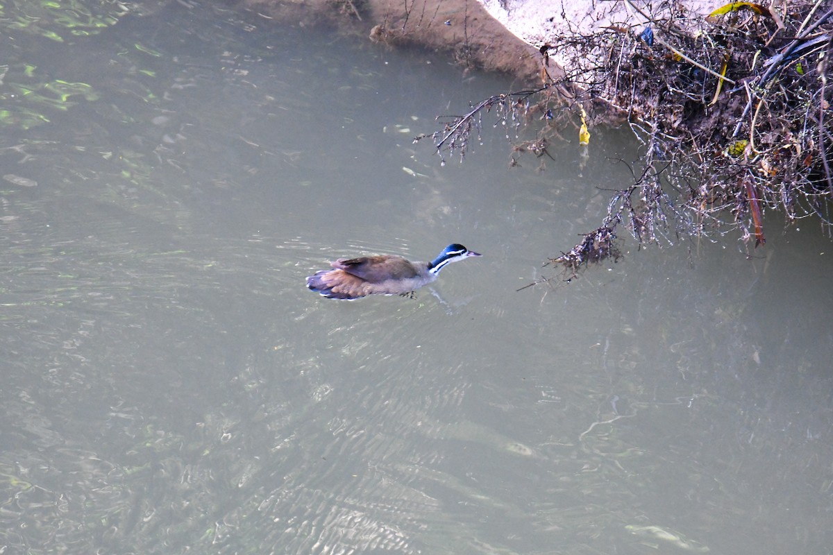 Sungrebe - ML637902413