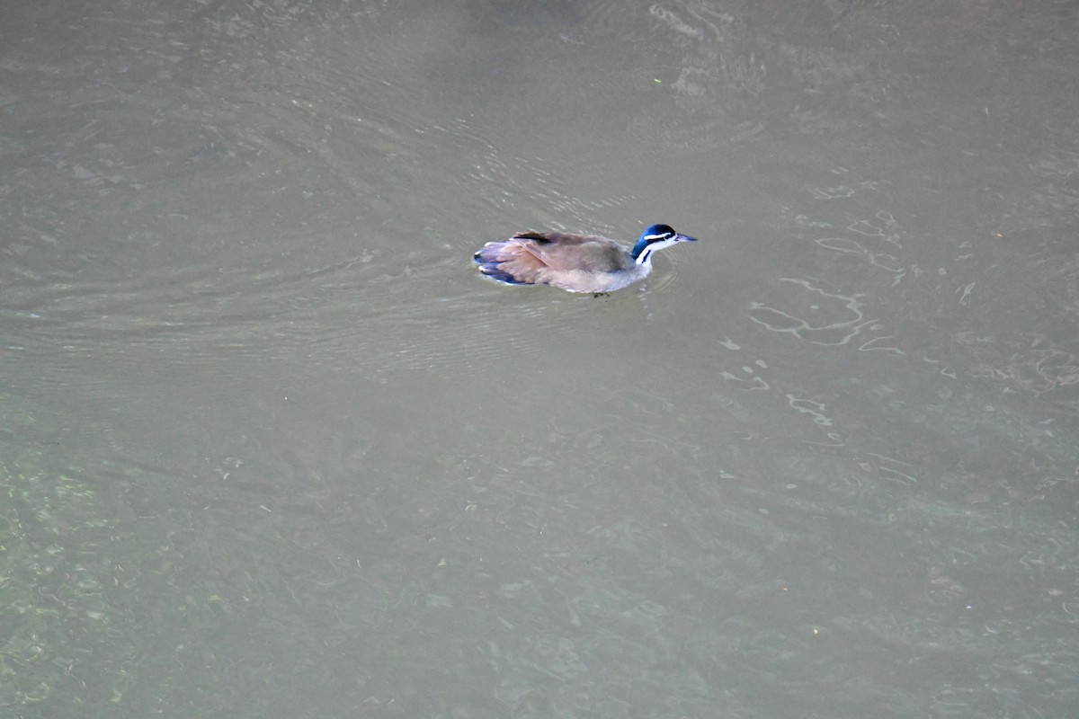 Sungrebe - ML637902414
