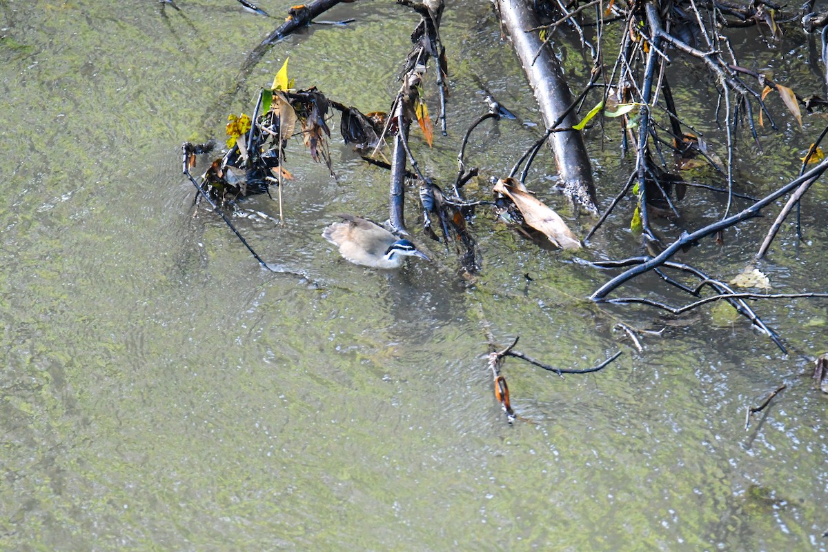 Sungrebe - ML637902415
