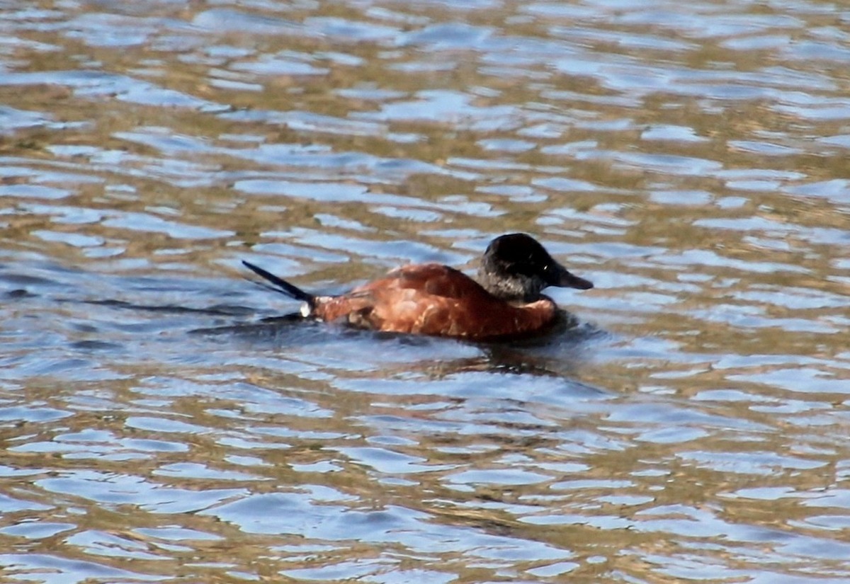 Lake Duck - ML637902417