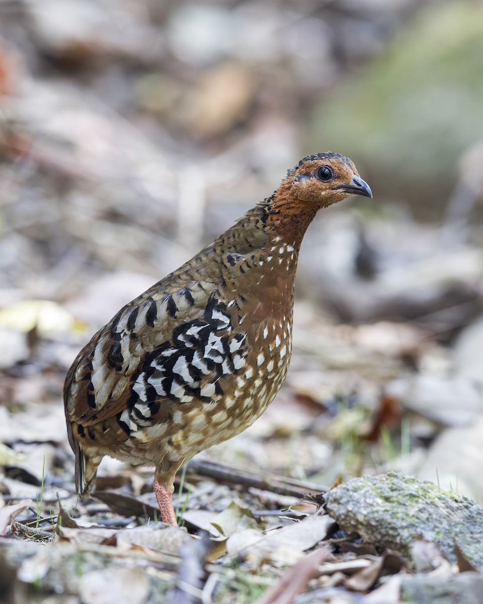 Chestnut-headed Partridge - ML637902443